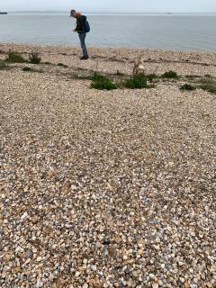 This beach consisted entirely of shells